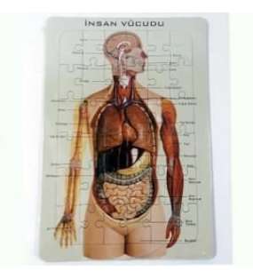 İnsan Vücudu Organ Yapboz 25x35 40lı